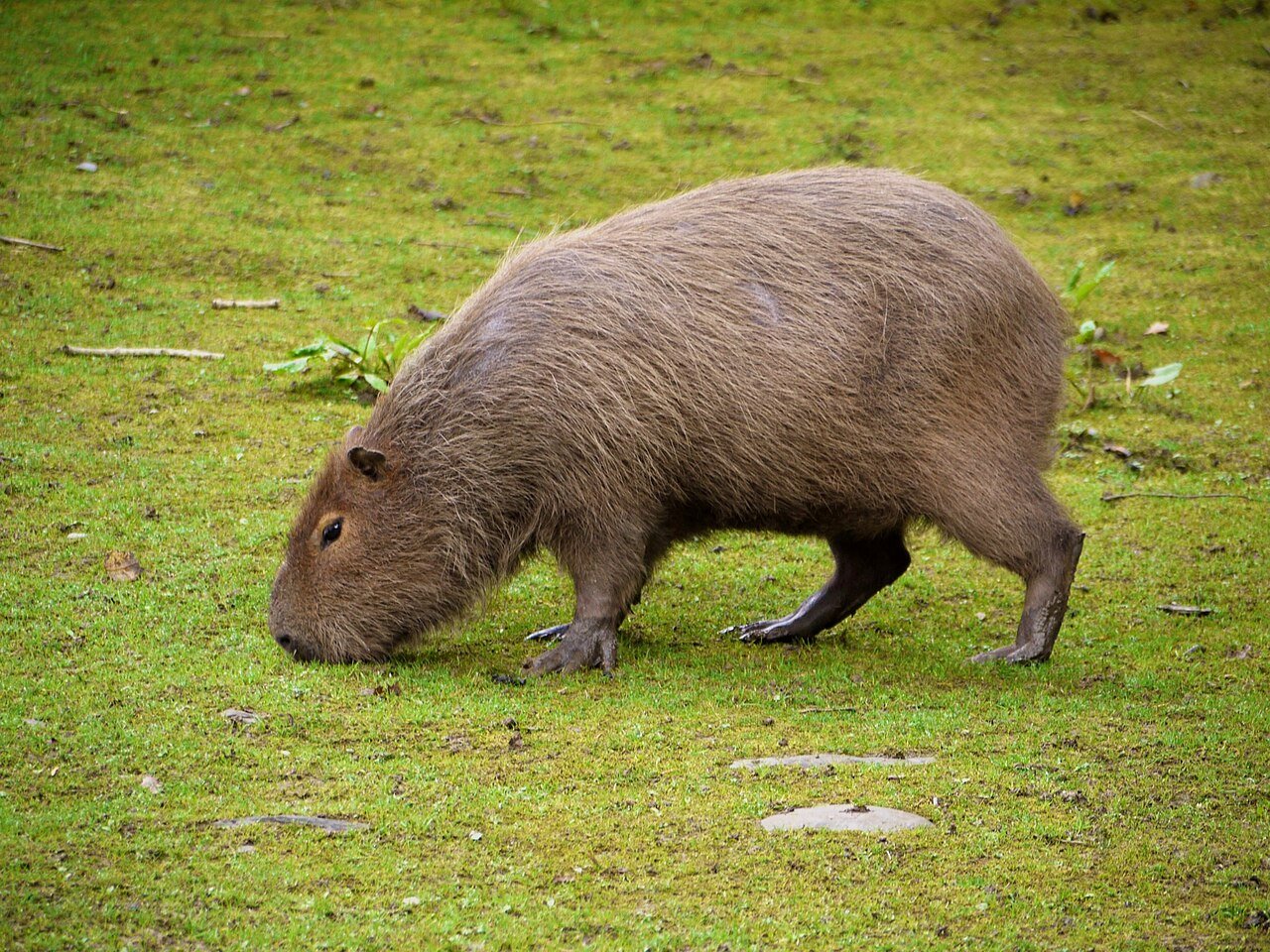 Foto de um animal escondida por desfoque — adivinhe qual é