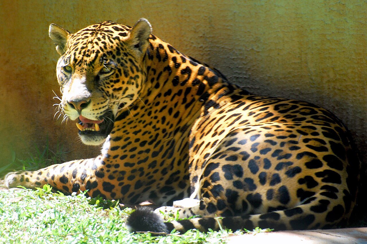 Onça-pintada deitada em um tronco, olhando para a câmera